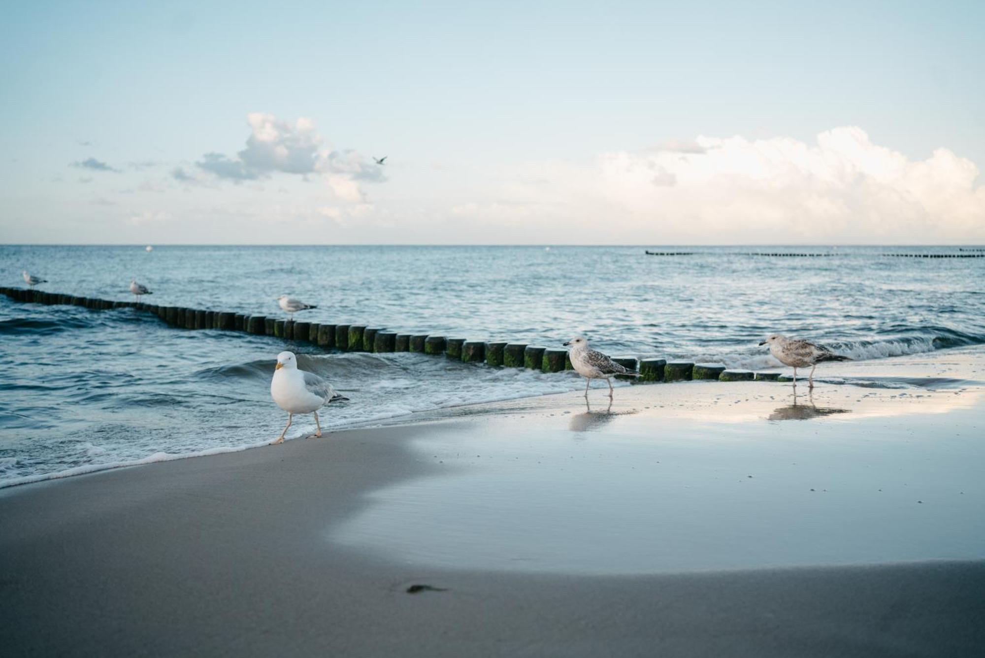 Kamphof Usedom Ferienanlage 로딘 외부 사진