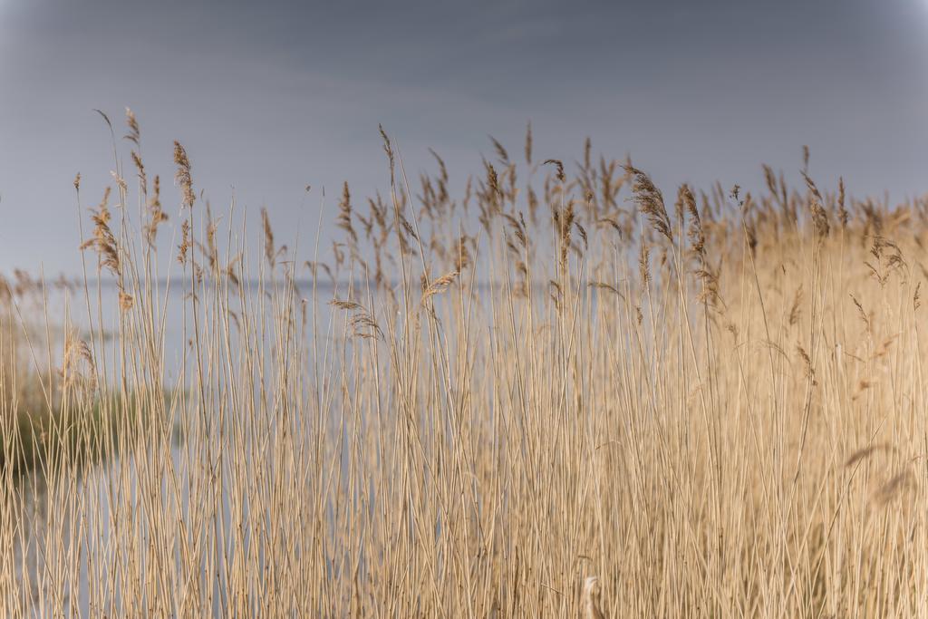 Kamphof Usedom Ferienanlage 로딘 외부 사진